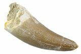 Fossil Plesiosaur (Zarafasaura) Tooth - Morocco #370496-1